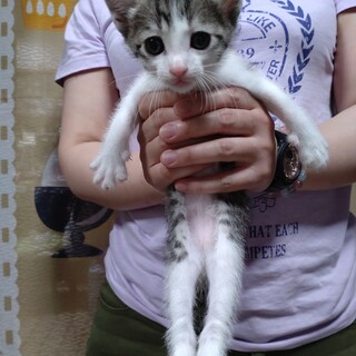 自立心旺盛★千吉さん★キジ白ボーイ