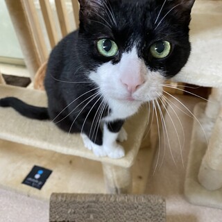 抱っこもお膝も大好き、だっこちゃんです