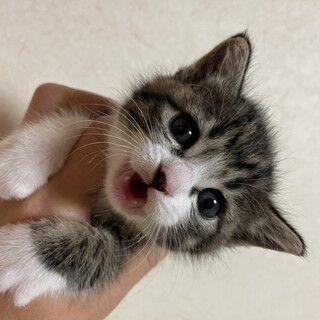 マンチカンミックス　ブランタビー1か月姉妹