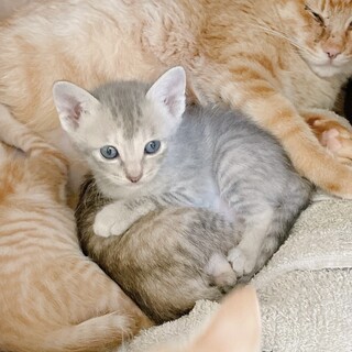 【6/5譲渡会デビュー】美猫♡パピコちゃん