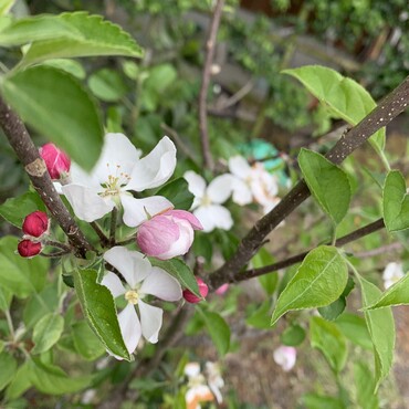 桜も良いけど…りんごの花の方が好きかもΣ(ﾉ∀｀*)