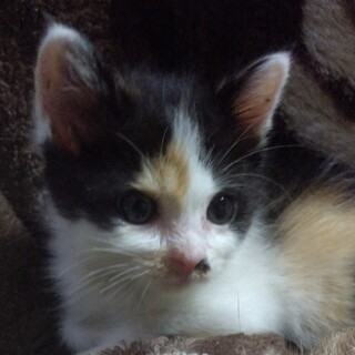 元気いっぱい！三毛の仔猫ちゃんです！