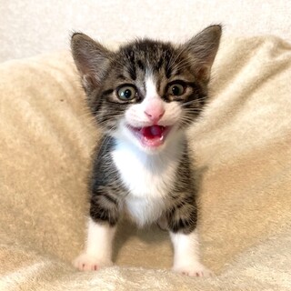 推定4月20日生まれ！キジ白、環（たまき）くん