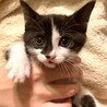 推定4月20日生まれ！個性派美猫、宮（みや）ちゃん サムネイル2