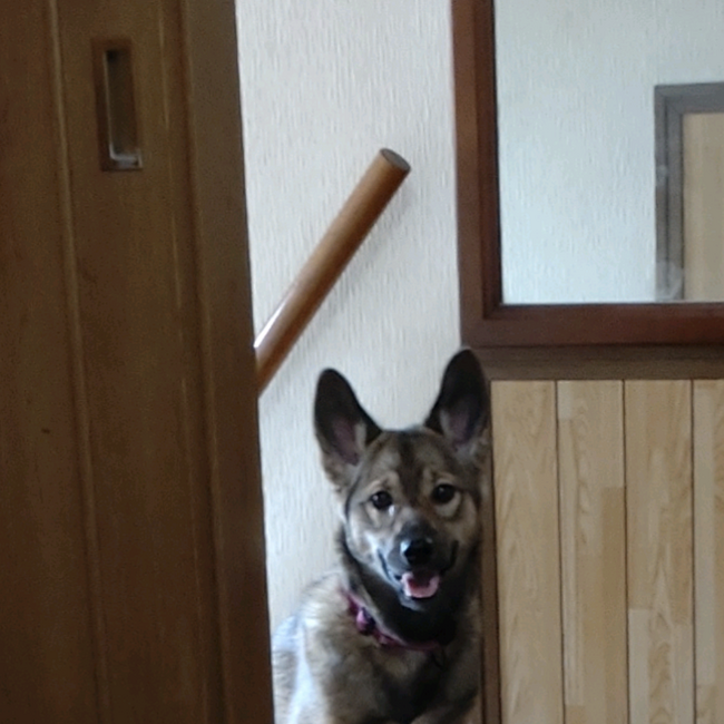 しずみん1217のカバー写真