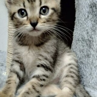 ドリカムキジこねこ兄弟