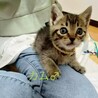 ドリカムキジこねこ兄弟 サムネイル5