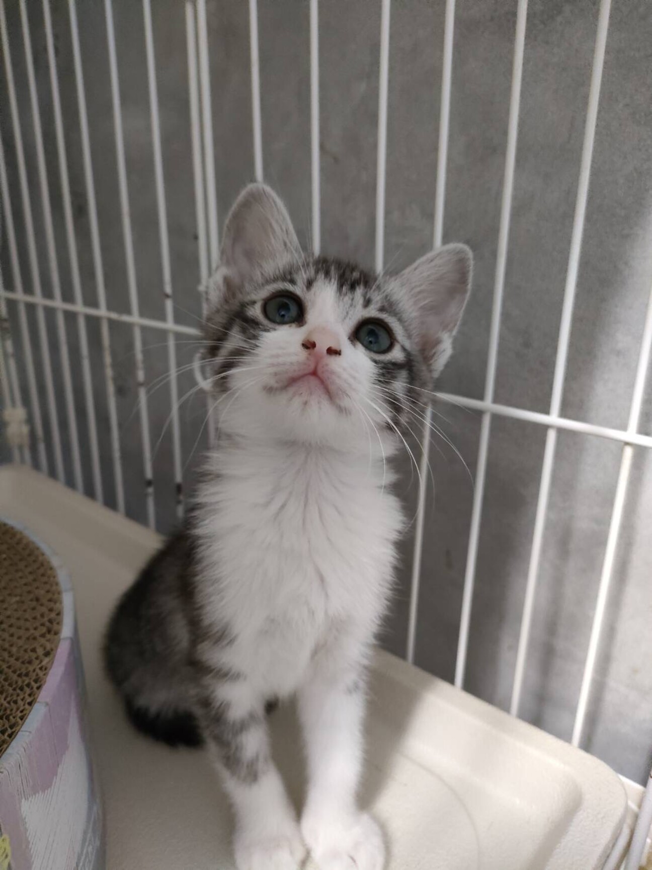 半額以下で買えるクーポン特集 美サバ白こねこ♀」大阪府 - 猫の里親募集(412972) :: ペットの ノート・メモ帳