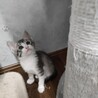 美サバ白こねこ♀ サムネイル2