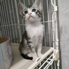 美サバ白こねこ♀ サムネイル3