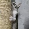 美サバ白こねこ♀ サムネイル4
