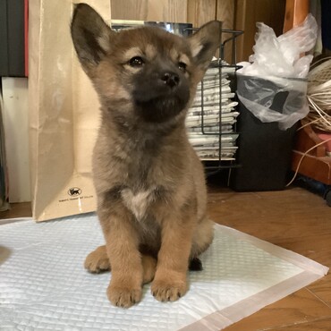 こちらのサイトでのご縁でお迎えしました、オルガです。