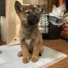 こちらのサイトでのご縁でお迎えしました、オルガです。