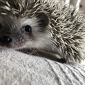 ハリネズミ赤ちゃん一旦募集を終了します。