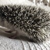 ハリネズミ赤ちゃん一旦募集を終了します。 サムネイル2
