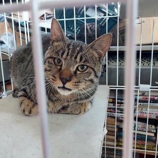 とっても甘えん坊のキジトラ男の子