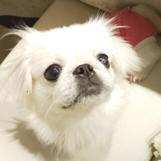 真っ白な小雪ちゃん