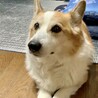 らっくす
