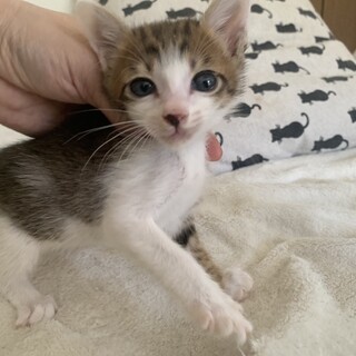 可愛い人懐こいキジ白 しおん君 離乳中