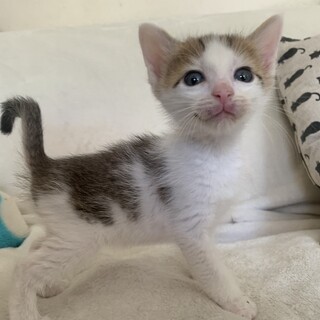 可愛い人懐こいキジ白 ひいらぎ君 離乳中