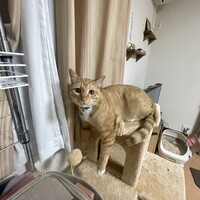 ぷく