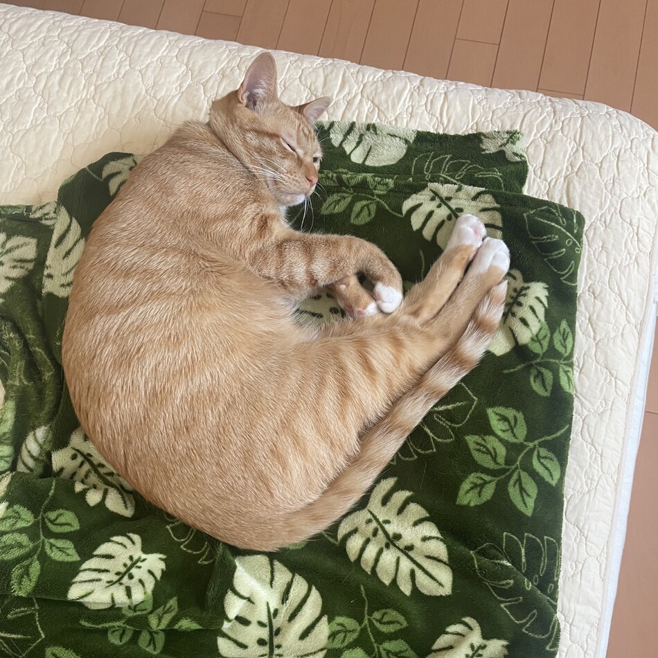 ぷくのカバー写真