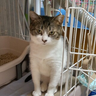 地域猫出身！若くて大人しいキジシロハチワレ女子