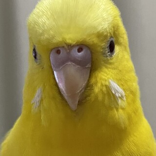 セキセイインコの里親さん募集です。