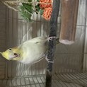 オカメインコの里親さん募集です。