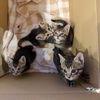 可愛いキジトラちゃんです。（２匹）