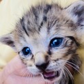 生涯可愛がっていただける方に 子猫とら②