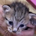 生涯可愛がっていただける方に 子猫とら④