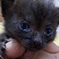 生涯可愛がっていただける方に 子猫くろ
