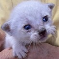 生涯可愛がっていただける方に 子猫しろ