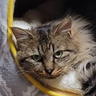 6/26荒川区譲渡会　もこちゃん　3歳