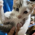 茶トラ　白　子猫