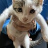 茶トラ　白　子猫 サムネイル2