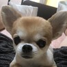 らうらう【全犬が愛される世界になりますように