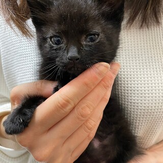 一旦募集停止：3兄妹！シャリマー（生後１か月）