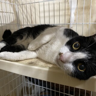 甘えん坊♪まん丸お目々のクロちゃん♡