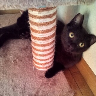 ちょっぴりシャイな黒猫