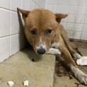 期限があります！保健所にいます！
