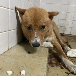 期限があります！保健所にいます！