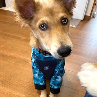 オメメがとってもキレイなアイルちゃん♪