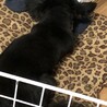 おかかのおにぎり