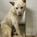 期限があります！保健所に収容されています！