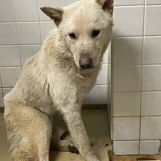 期限があります！保健所に収容されています！