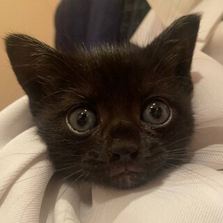 ひじきくん　強運ボーイの天使ちゃん