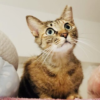 抱っこもできちゃう甘えんぼのななちゃん