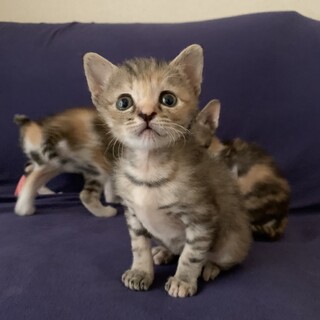 募集停止目々の甘えん坊☆かえで